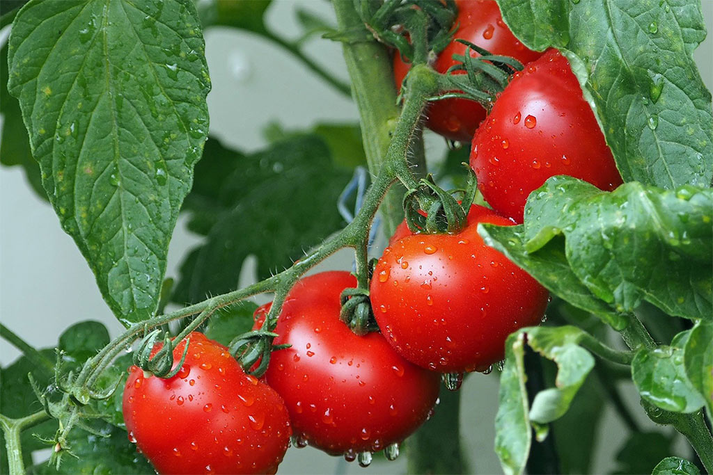 Tomate de Indústria