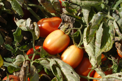 Tomate de Indústria