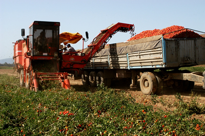 Tomate de Indústria